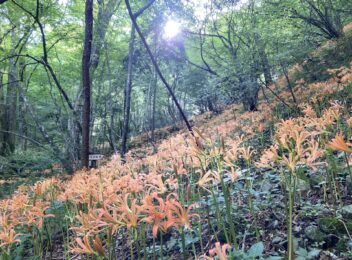 ふるさとの風景 日田自然歴史探訪